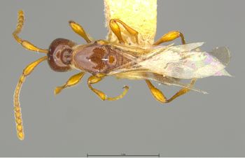 Media type: image;   Entomology 9029 Aspect: habitus dorsal view